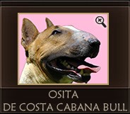 Osita de Costa Cabana Bull
