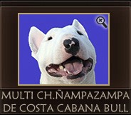 Ñampazampa de Costa Cabana Bull