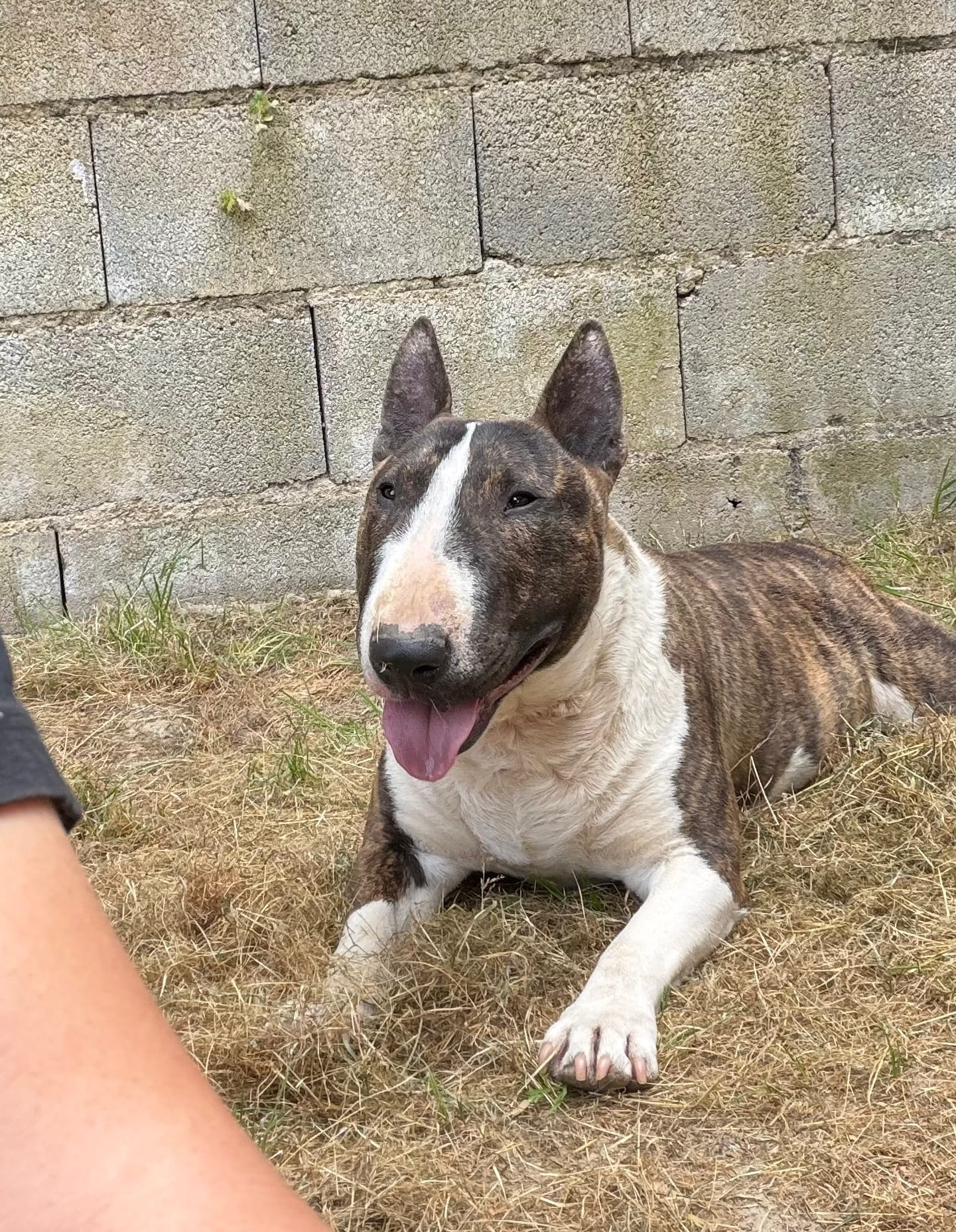 Bull terrier mini testarudo