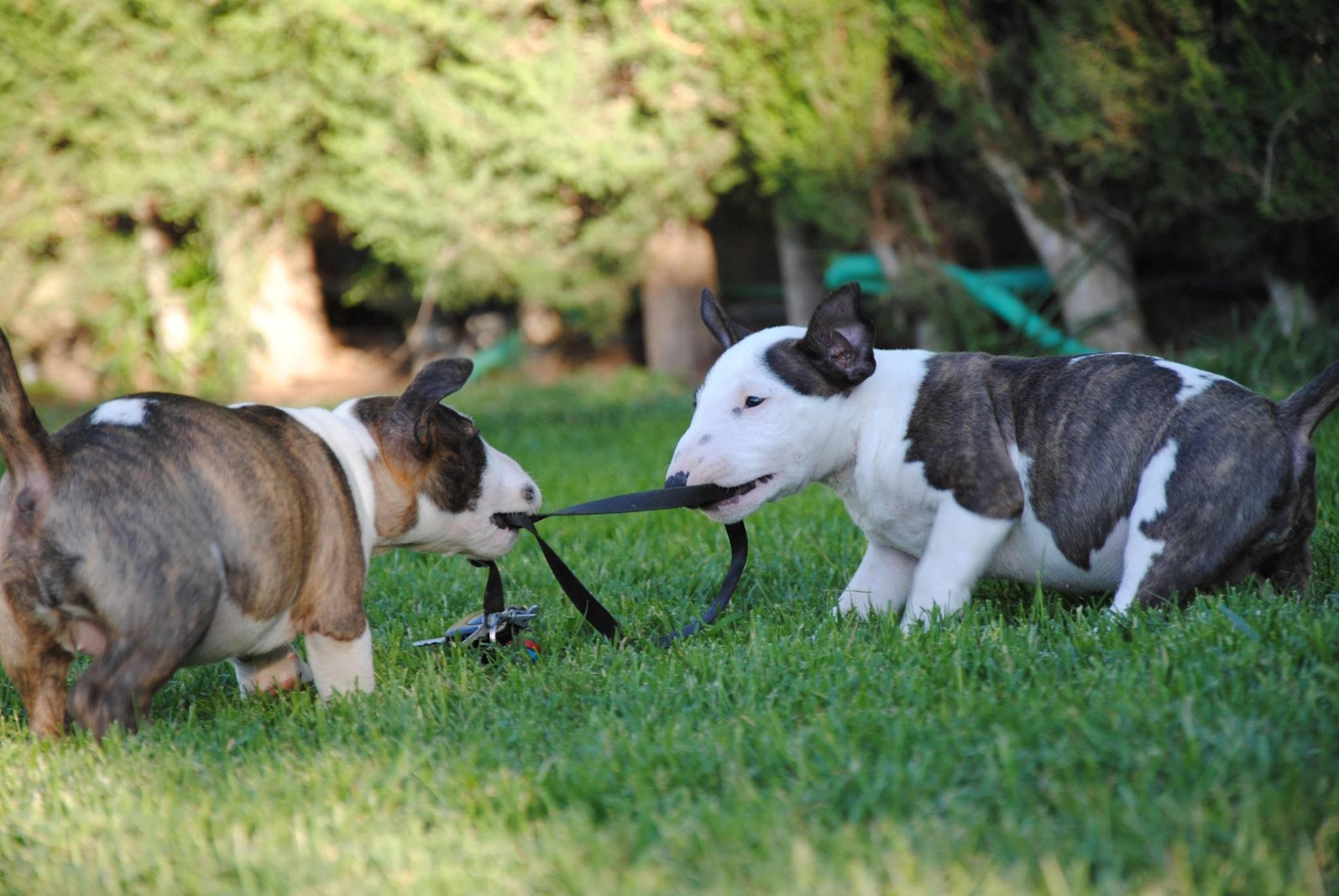 bull terrier miniatura 2 atrigados blanco