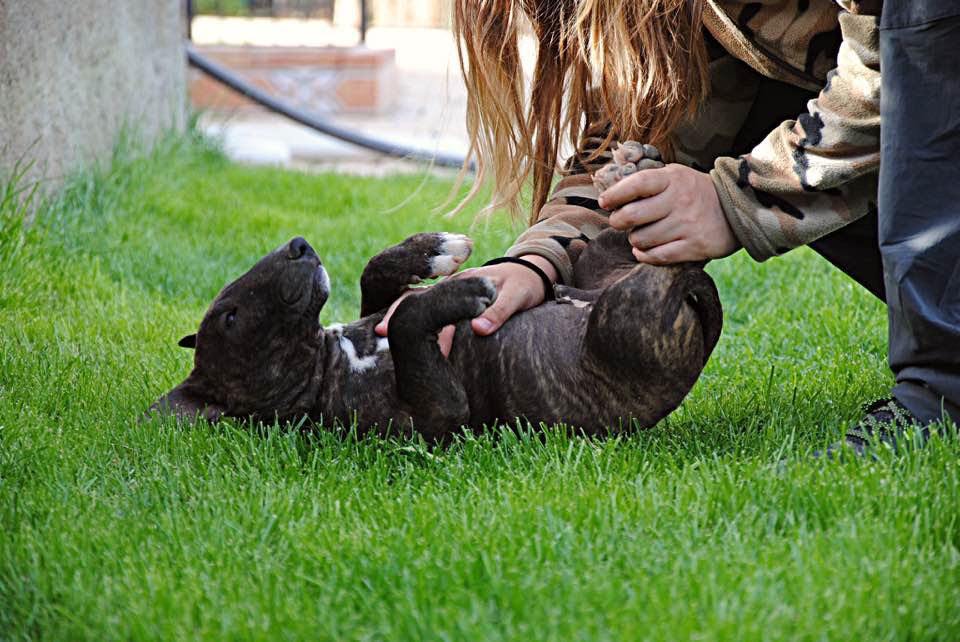 bull terrier miniatura atrigado oscuro solido