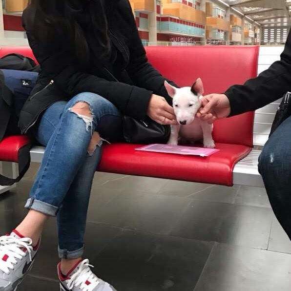 como criar un bull terrier miniatura