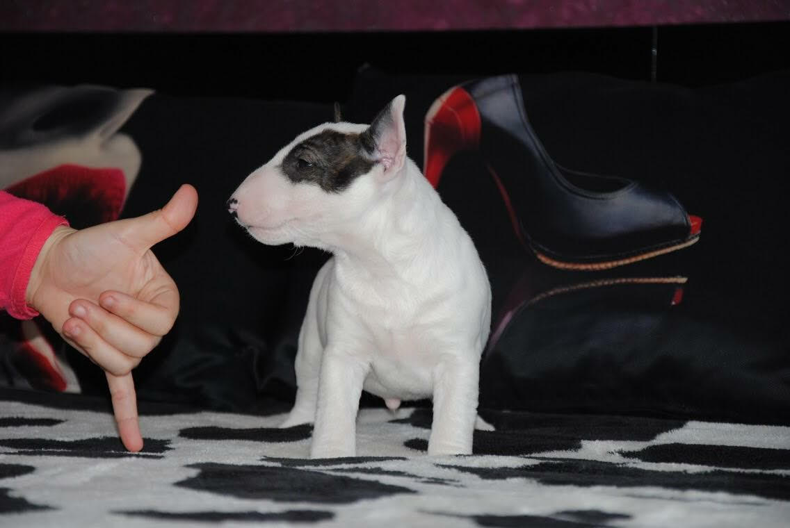 como criar un bull terrier miniatura