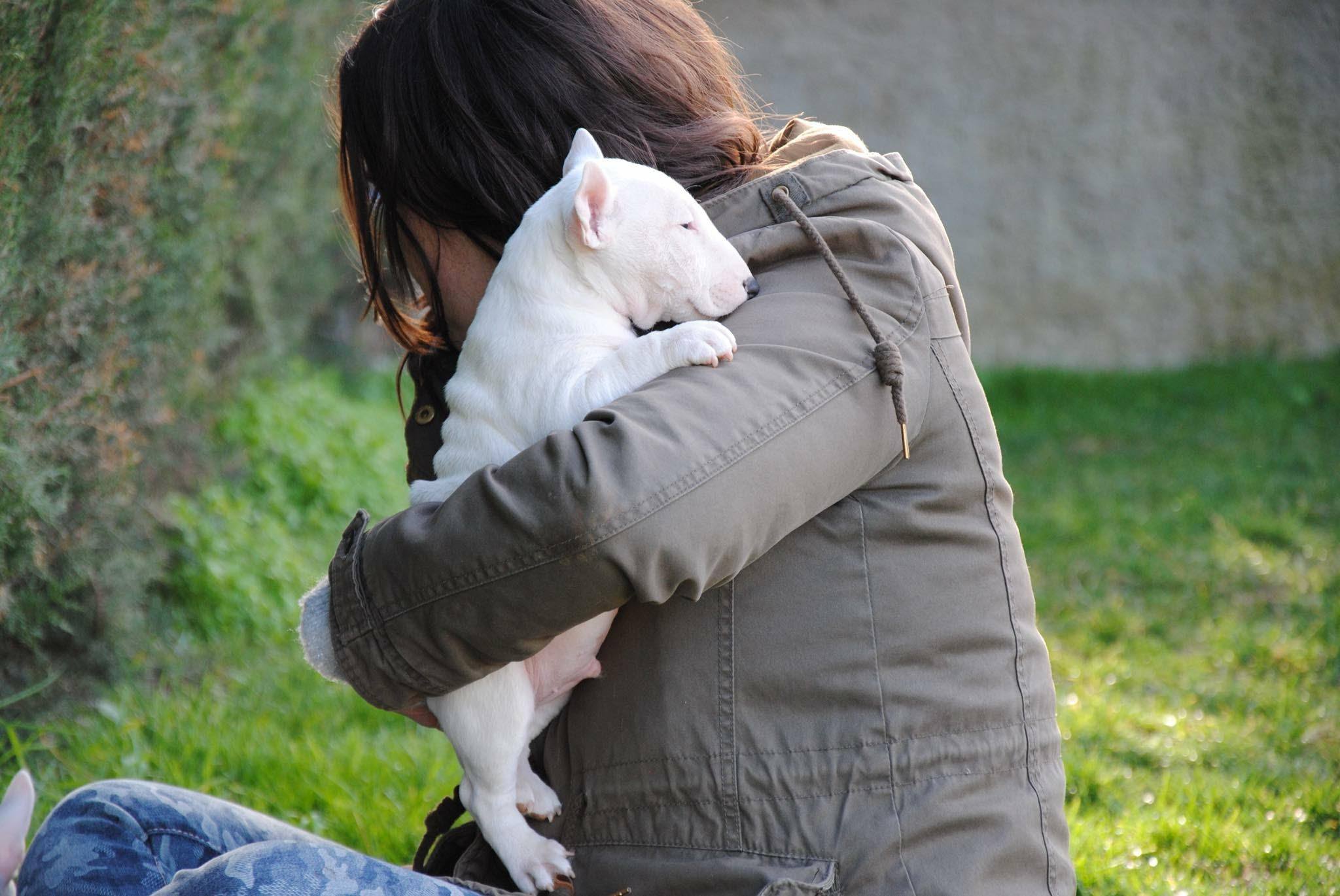 como criar un bull terrier miniatura