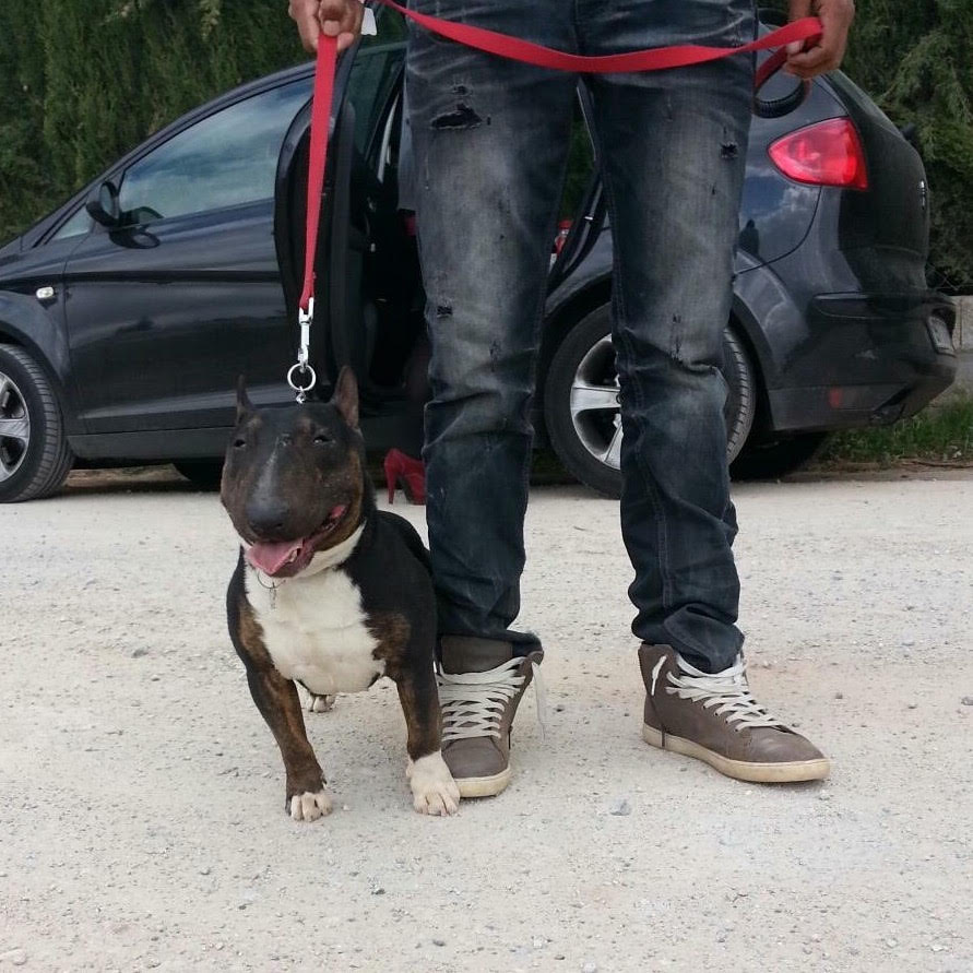 bull terrier miniatura atrigrado blanco