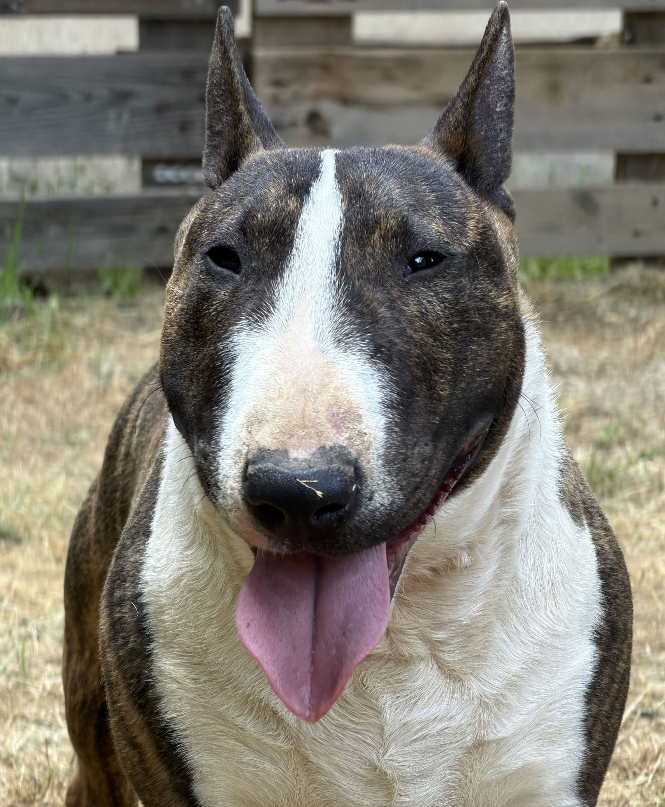 Perro bull terrier miniatura cabezota