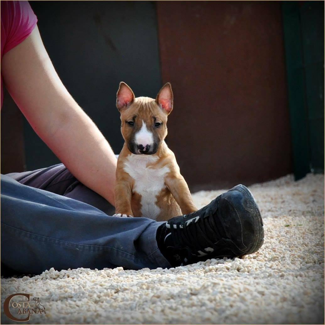 bull terrier miniatura rojo blanco