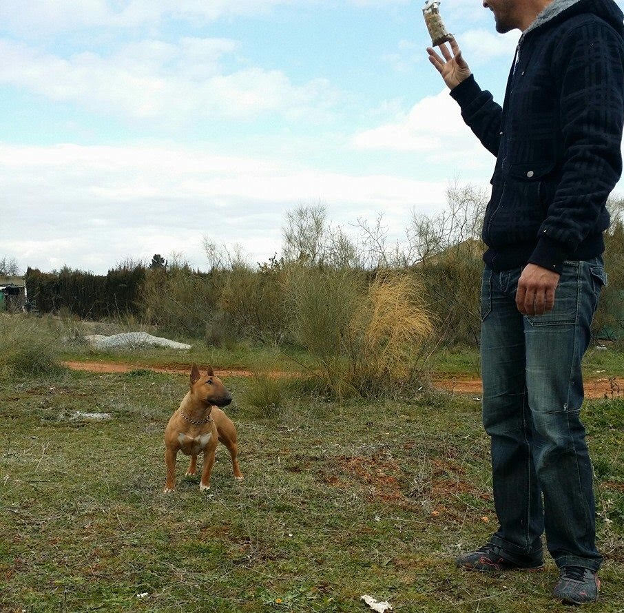 bull terrier miniatura rojo solido