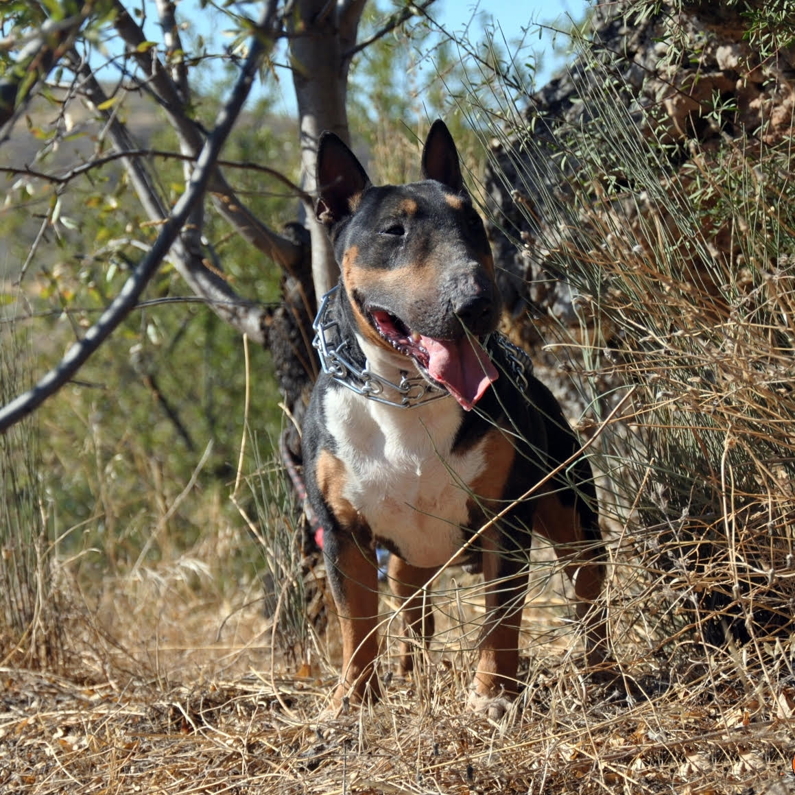 bull terrier miniatura tricolor
