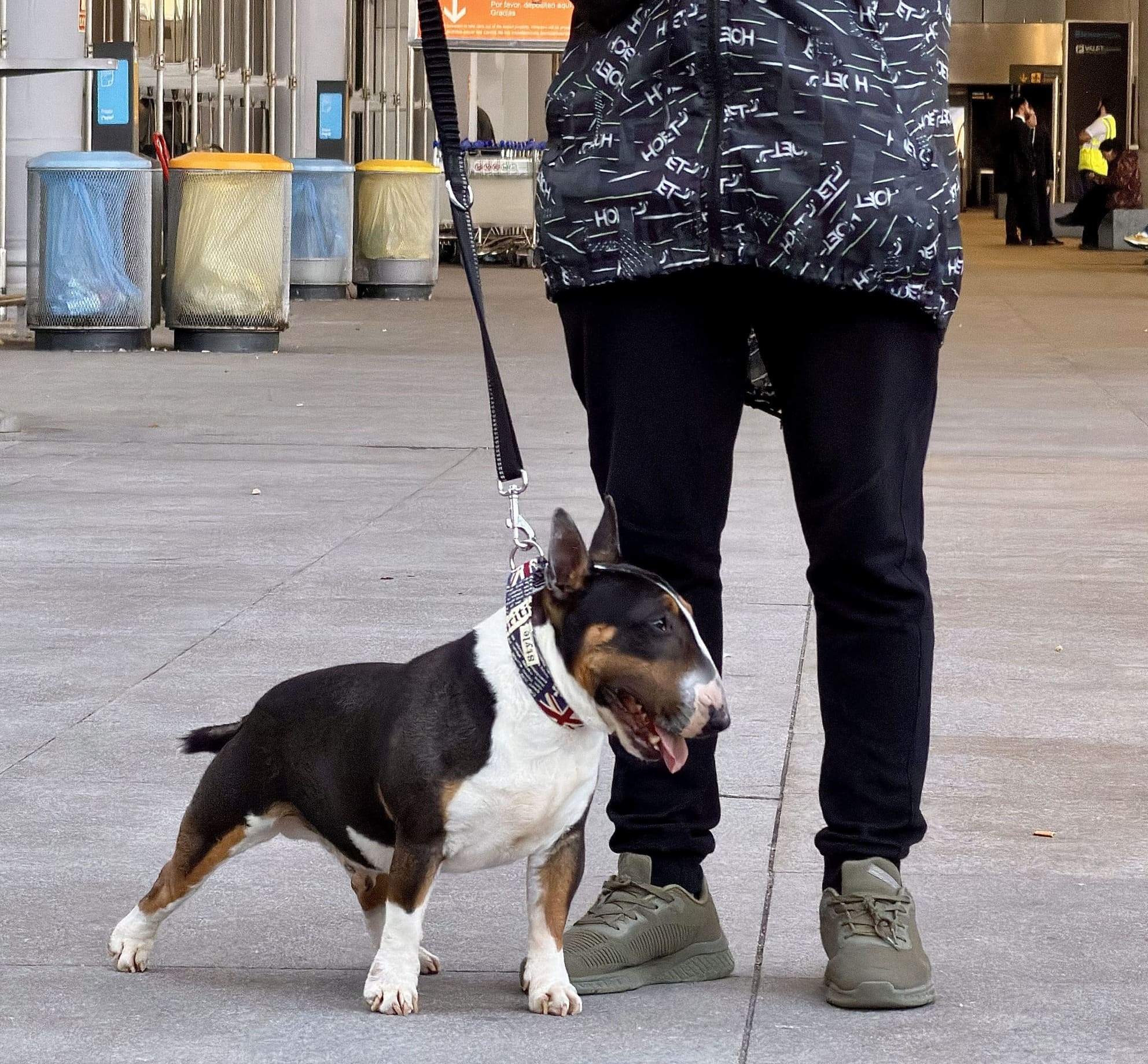 Signos fatiga en perro bull terrier