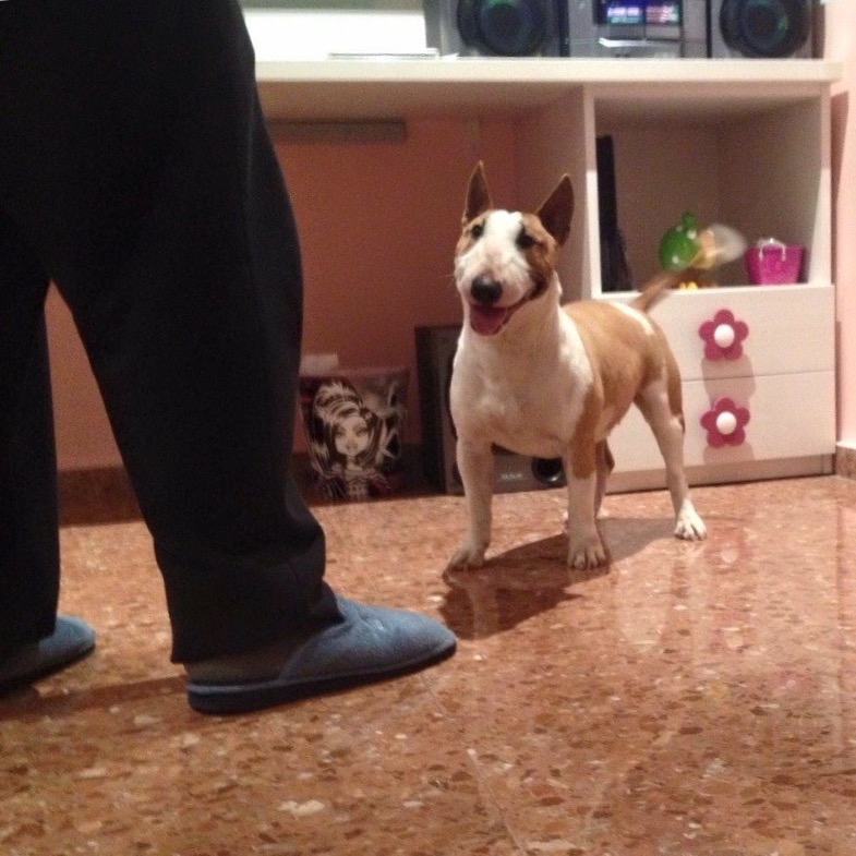 bull terrier miniatura canela blanco