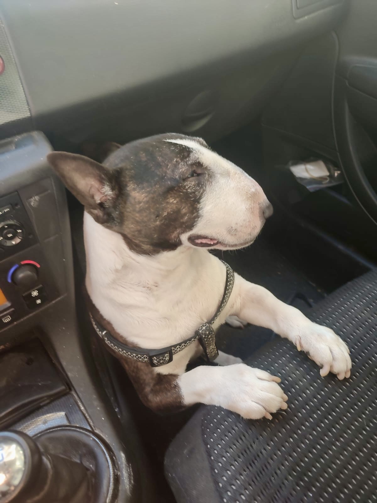 como educar bullterrier