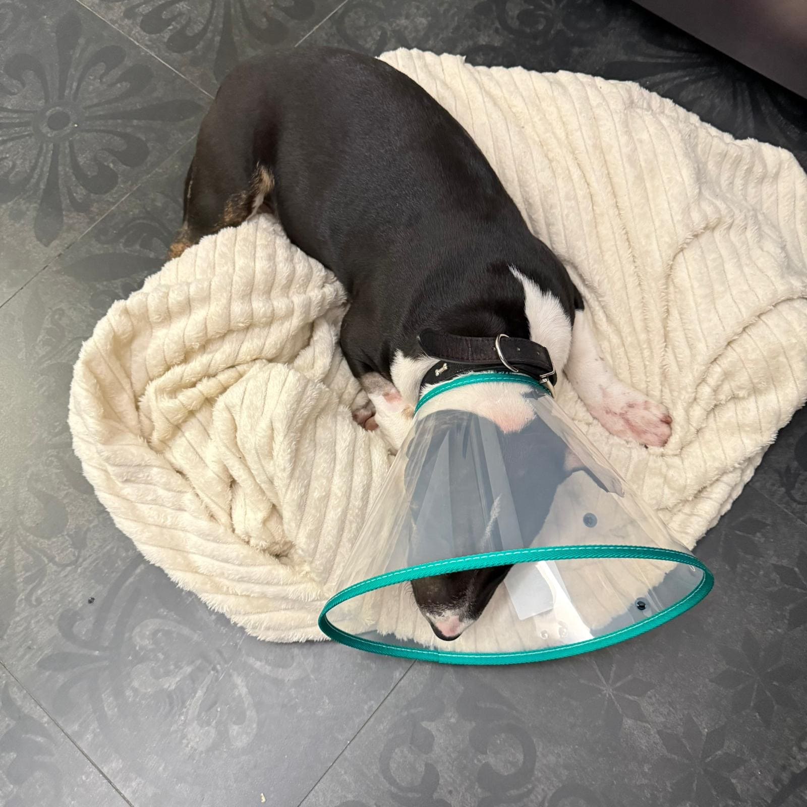 Afrontar cirugía perro bull terrier