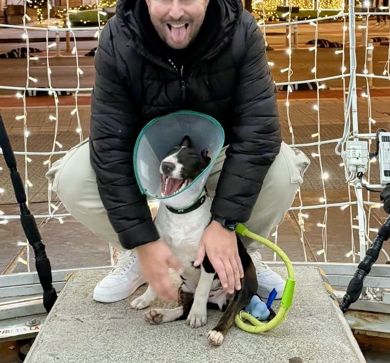 Afrontar operación perro bull terrier