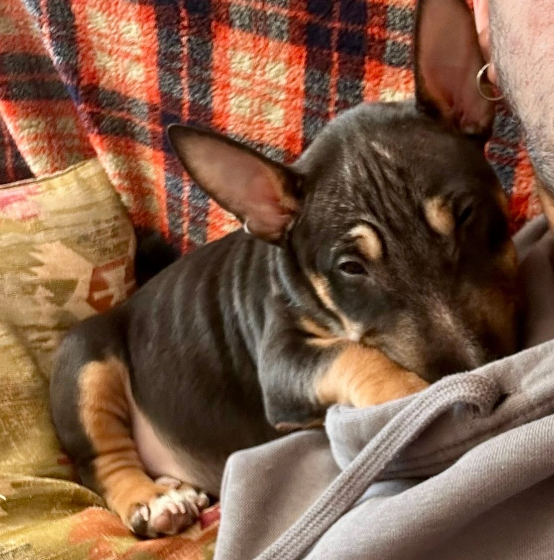 Como indentificar fatiga perros mini bull