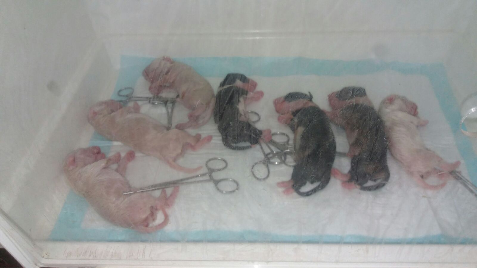 como cuidar bull terrier recien nacido