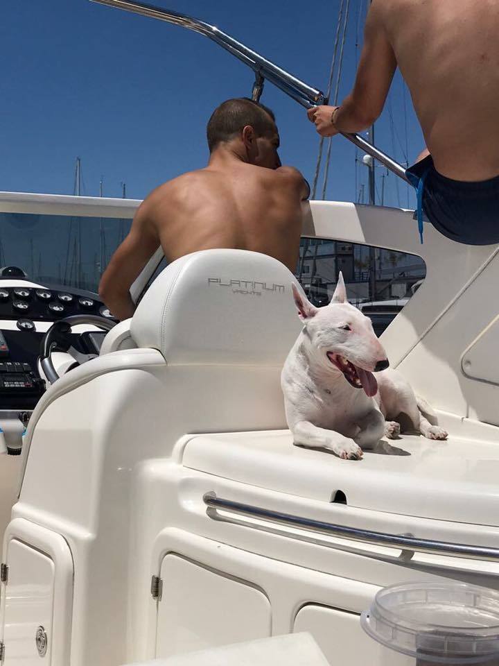 como educar bullterrier