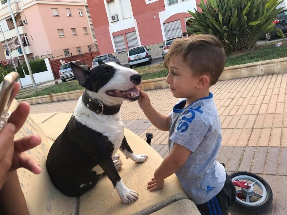 como educar bullterrier