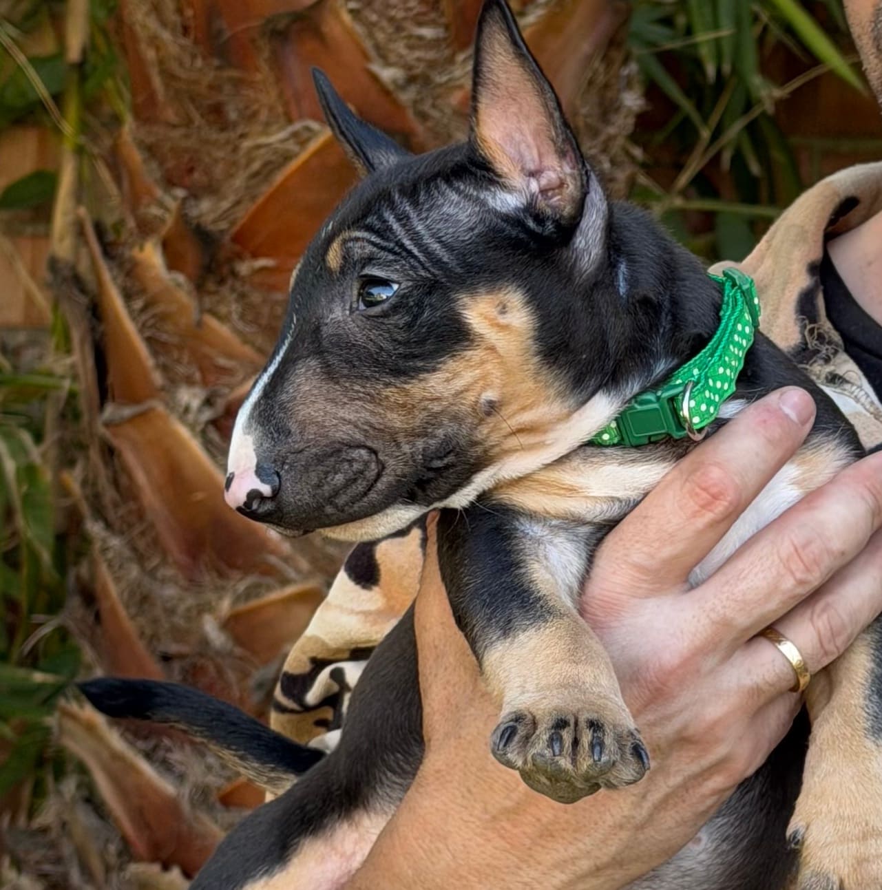 Signos fatiga en perro bull terrier