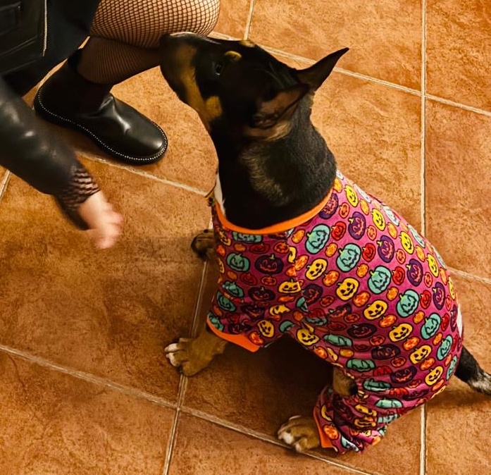 como-estimular-independencia-mini-bull