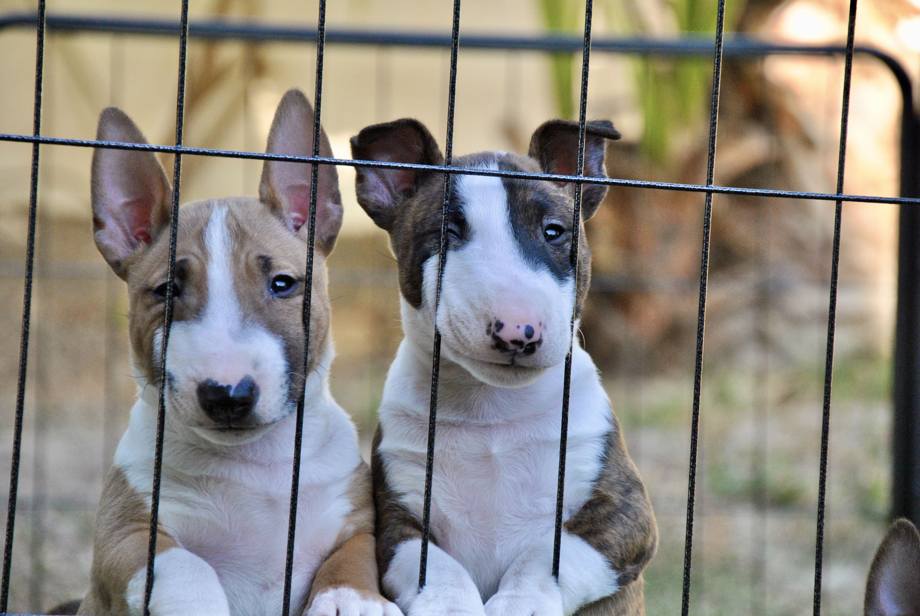 Como indentificar fatiga perros mini bull