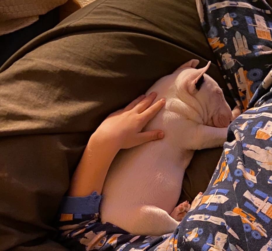 Cómo organizar unas vacaciones con un perro bull terrier miniatura