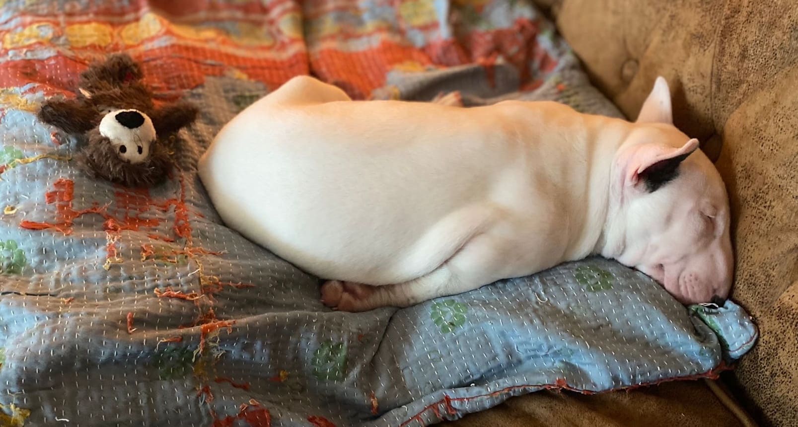 Cómo planear un viaje con un perro bull terrier miniatura