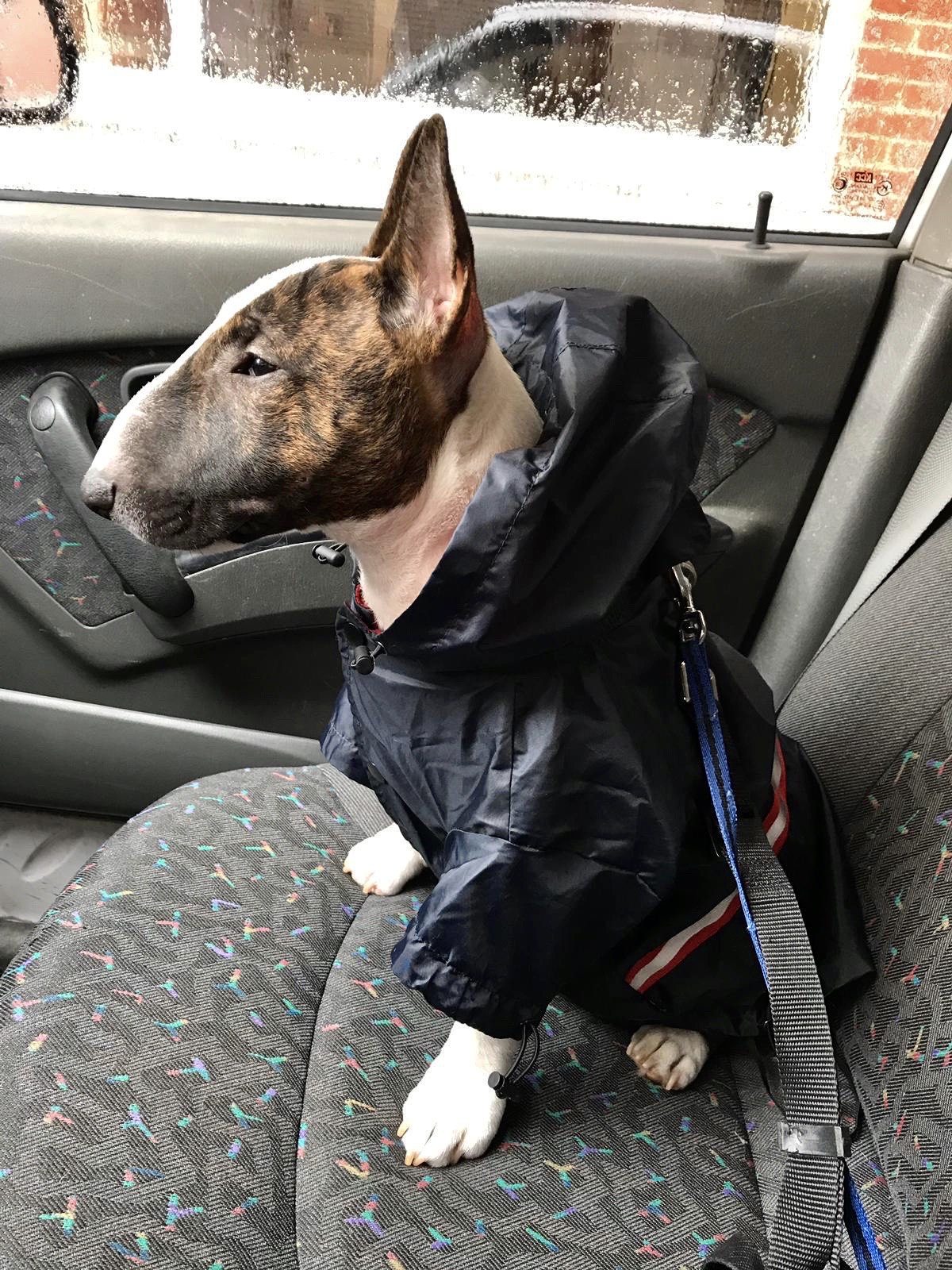 como proteger frio bull terrier miniatura