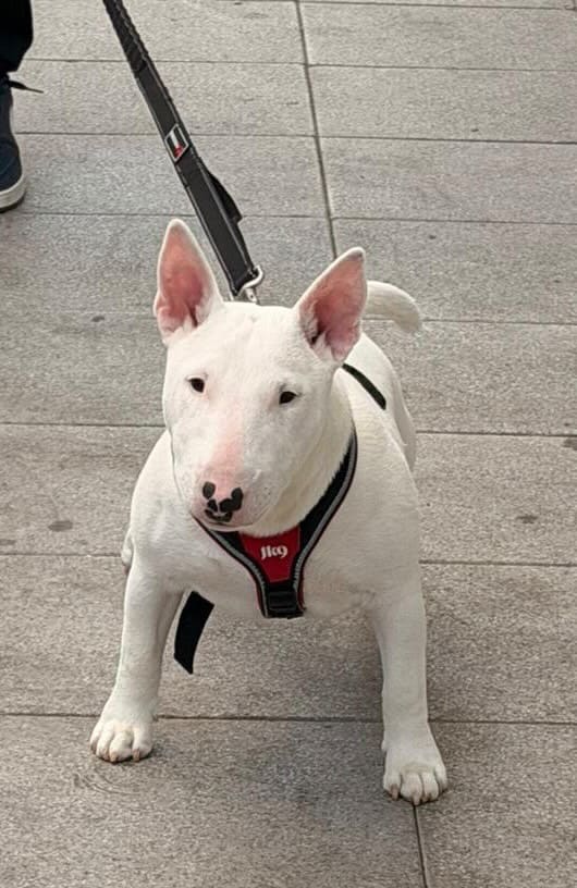Cómo quitar el mal aliento de un perro bull terrier