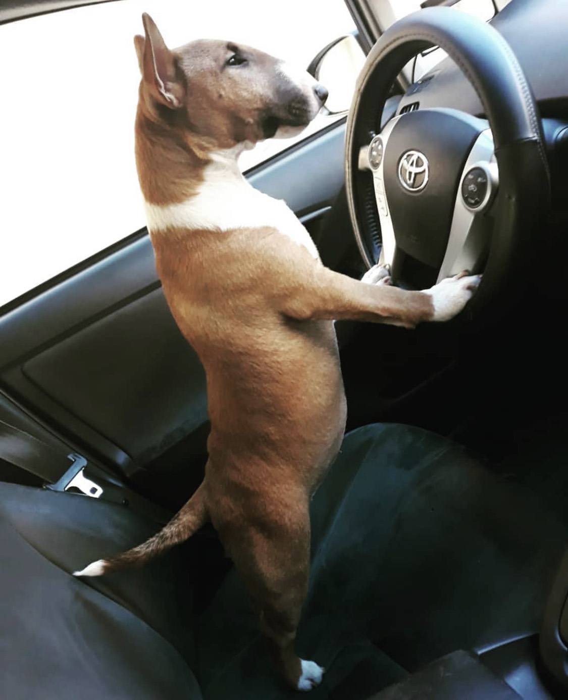 Como puedo viajar con un bull terrier miniatura