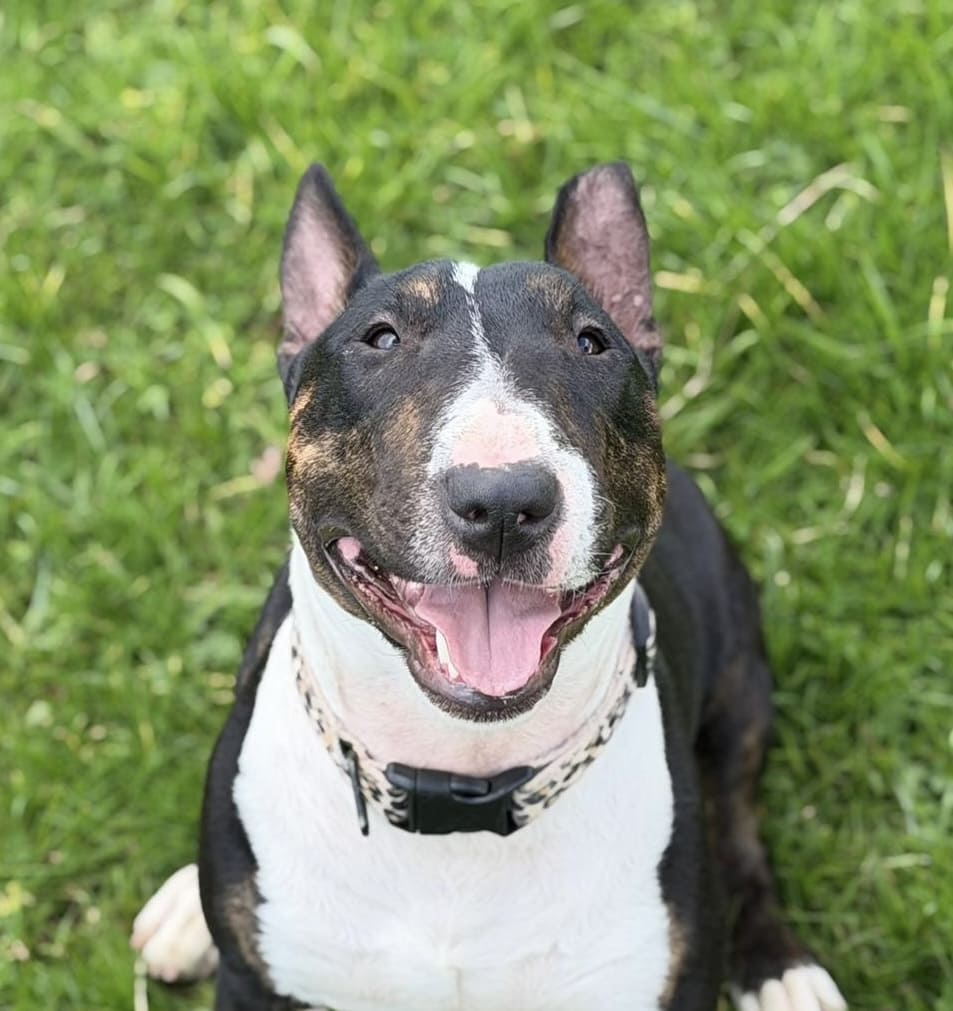 Consejos para la operación perro bull terrier