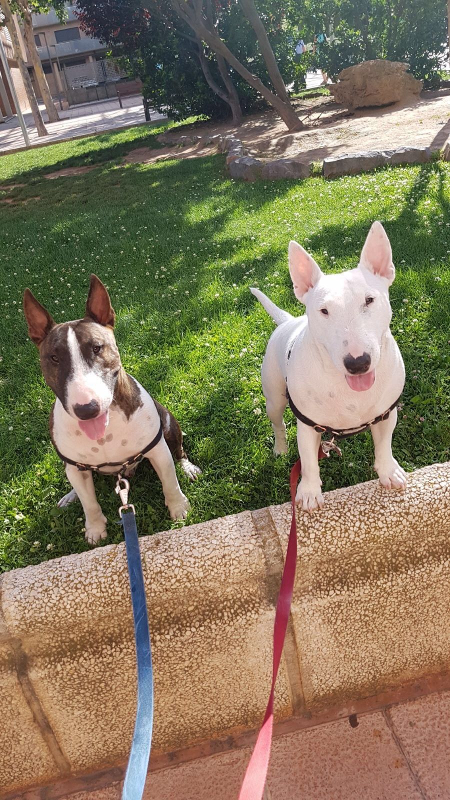 Como puedo viajar con un bull terrier miniatura