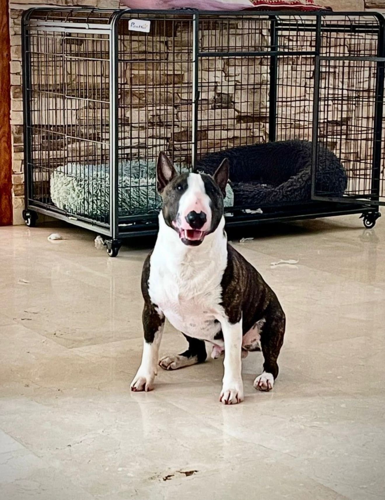 Criadores profesionales