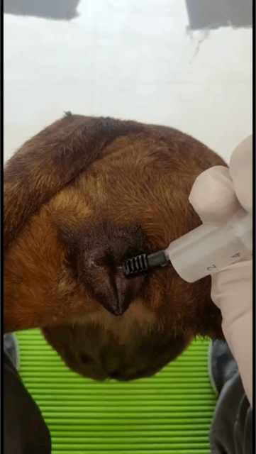 cuando cruzar bullterrier miniatura