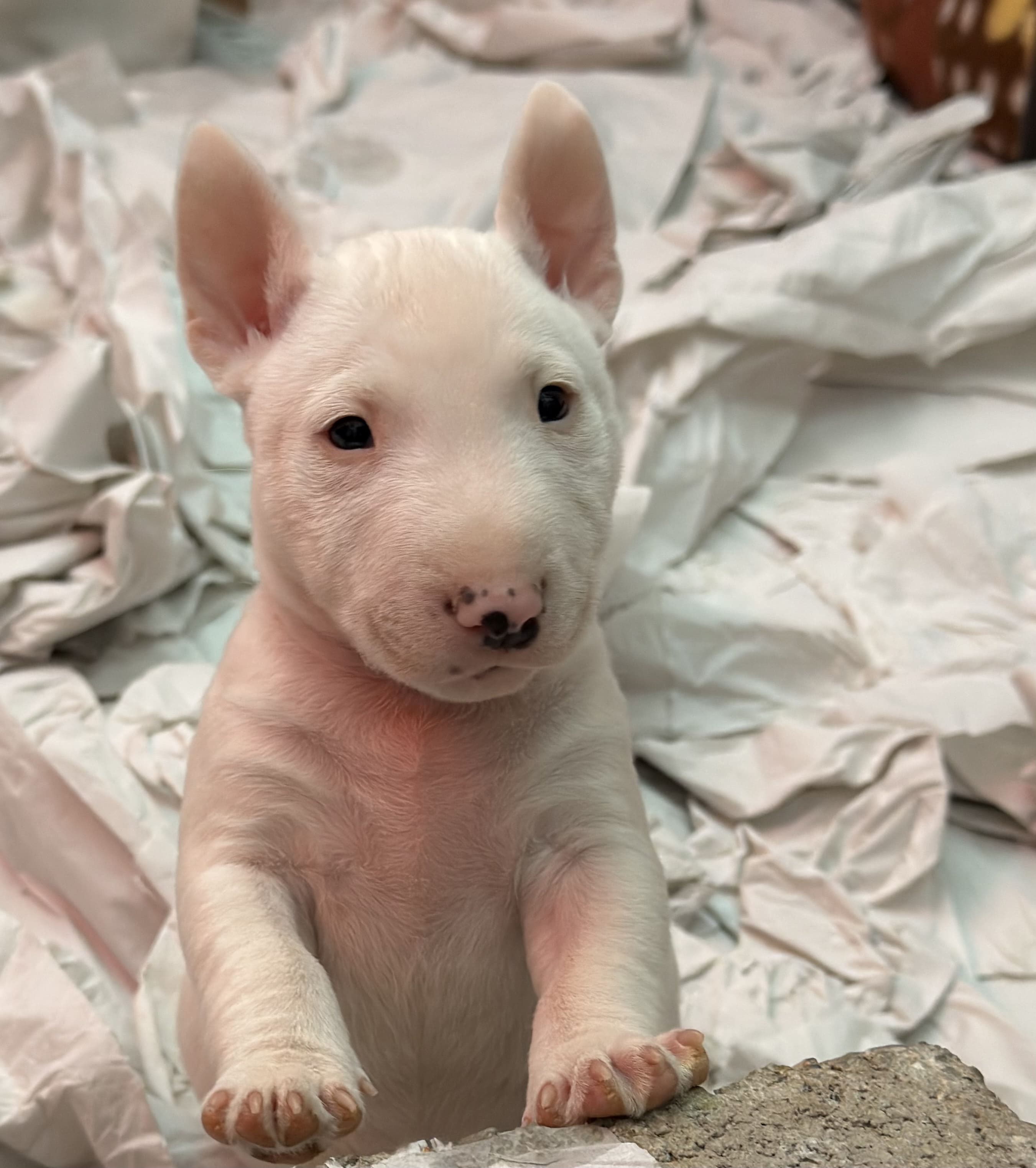 Cuando es obligatorio chip en perros