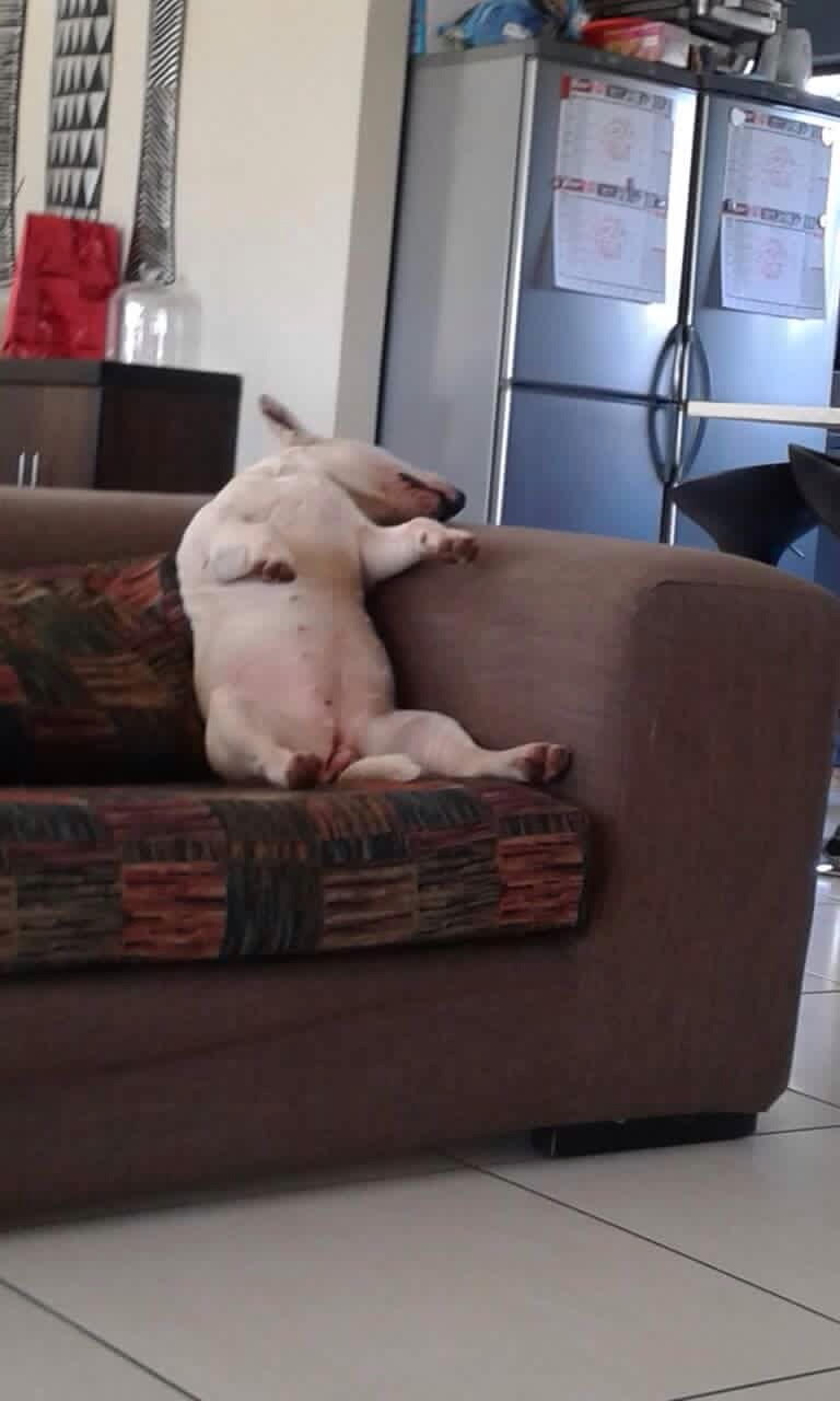 curiosidades bull terrier miniatura