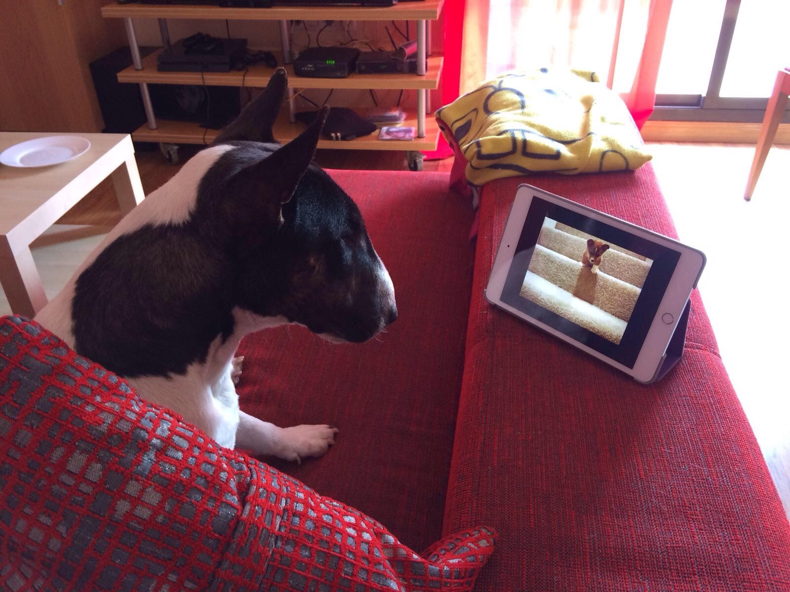 curiosidades bull terrier miniatura