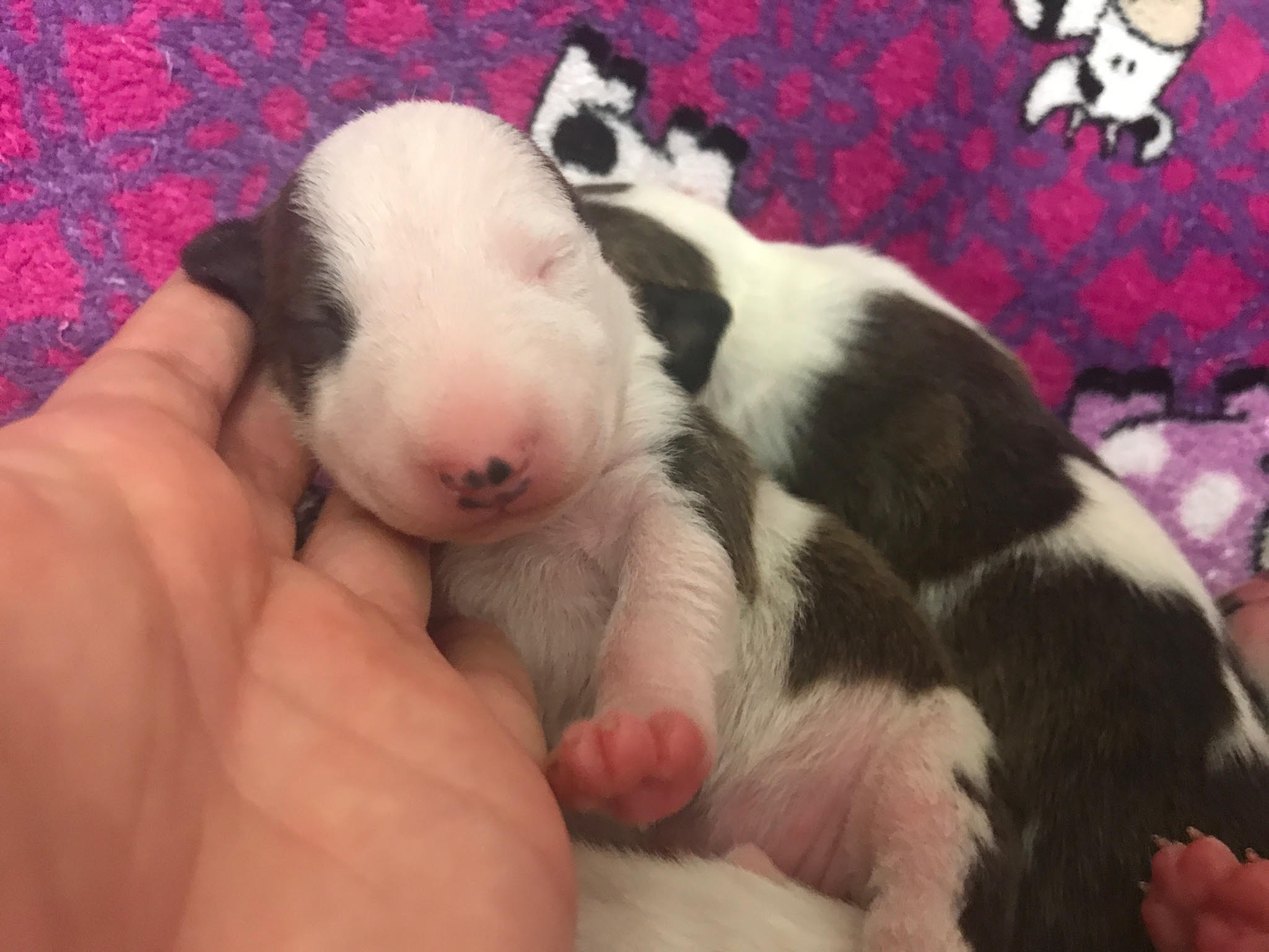 curiosidades bull terrier miniatura