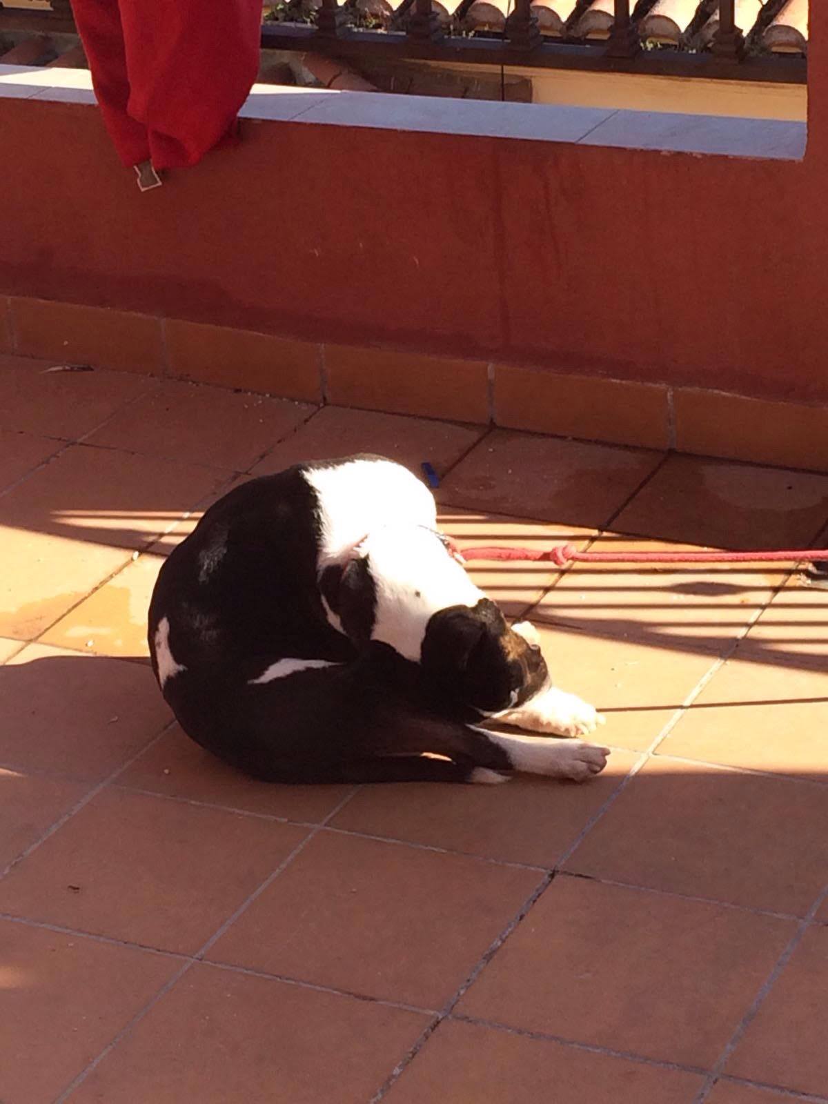 curiosidades bull terrier miniatura