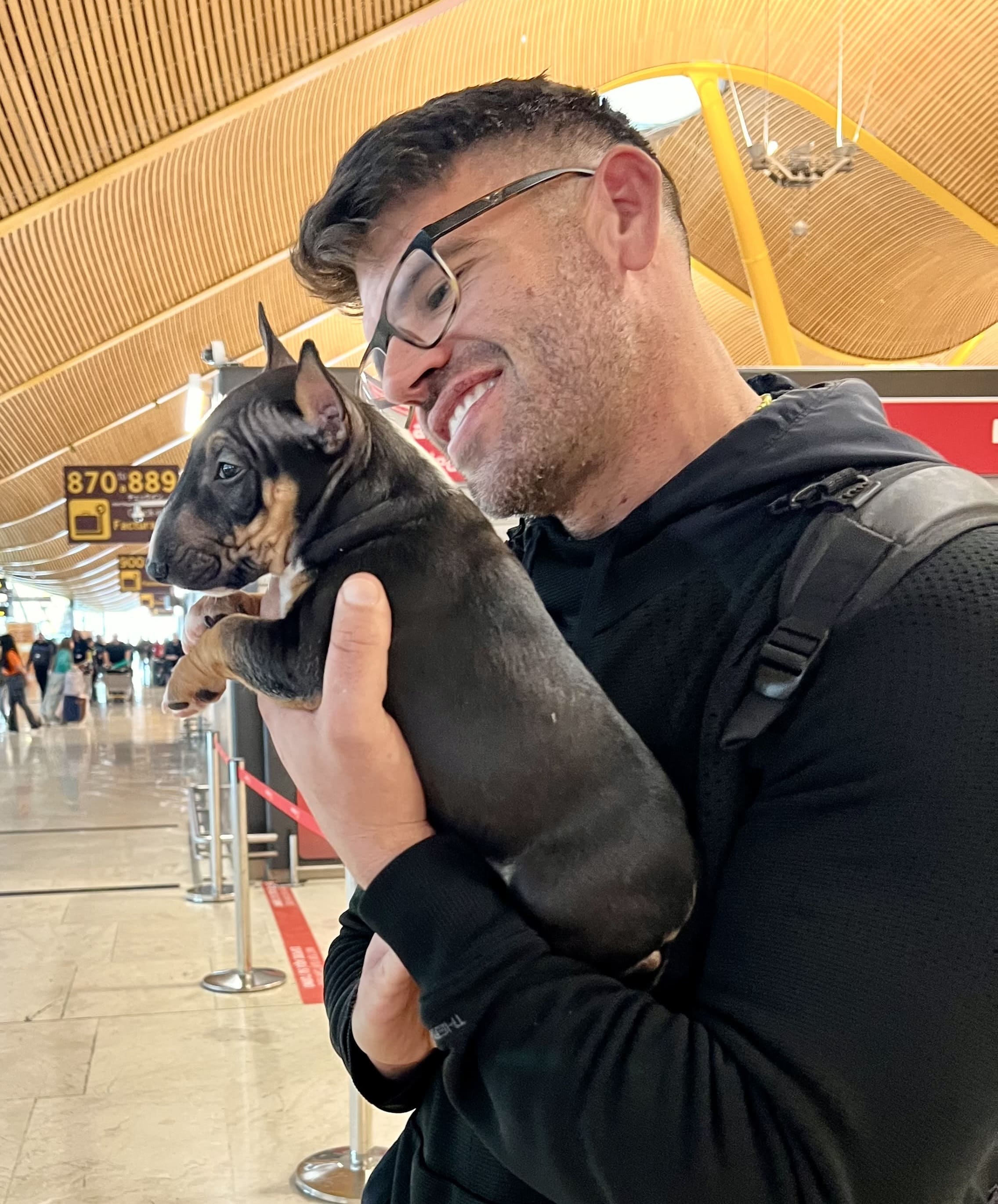 Dieta barf mini bull