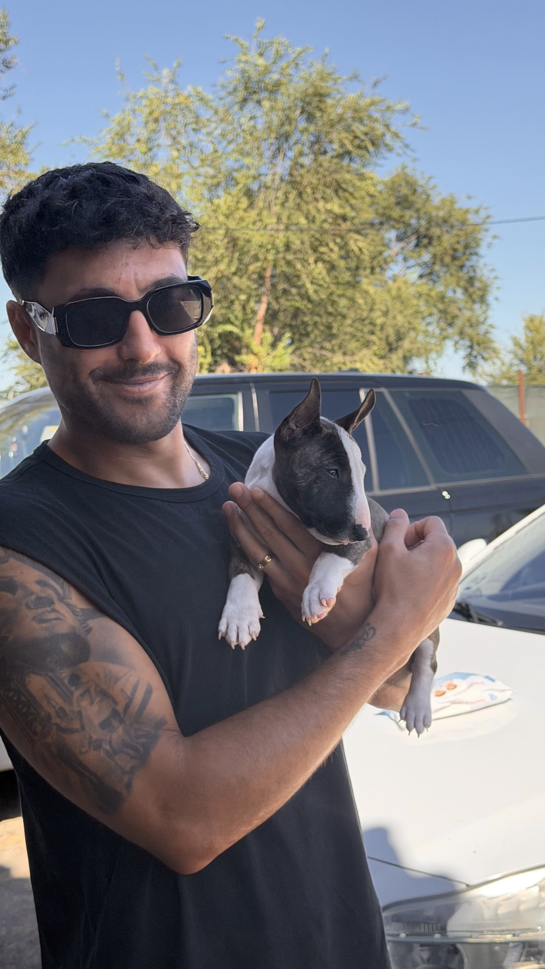Edad para adoptar un bull terrier miniatura