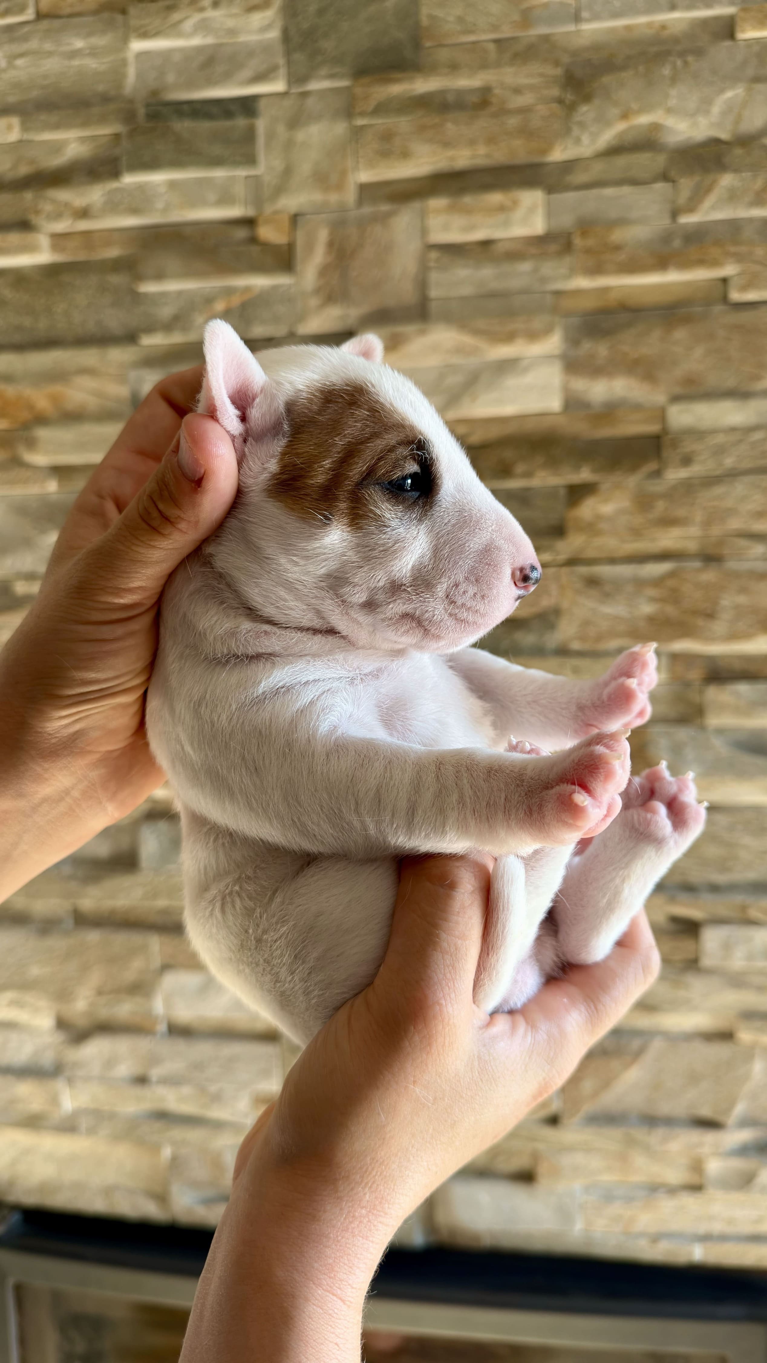 Eliminar el mal aliento de un perro bull terrier miniatura