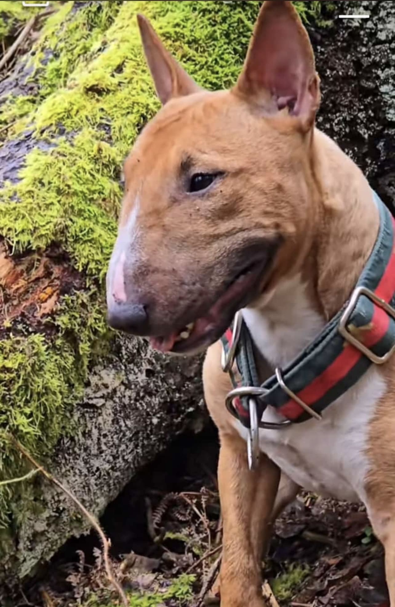 envejecimiento-bull-terrier-mini