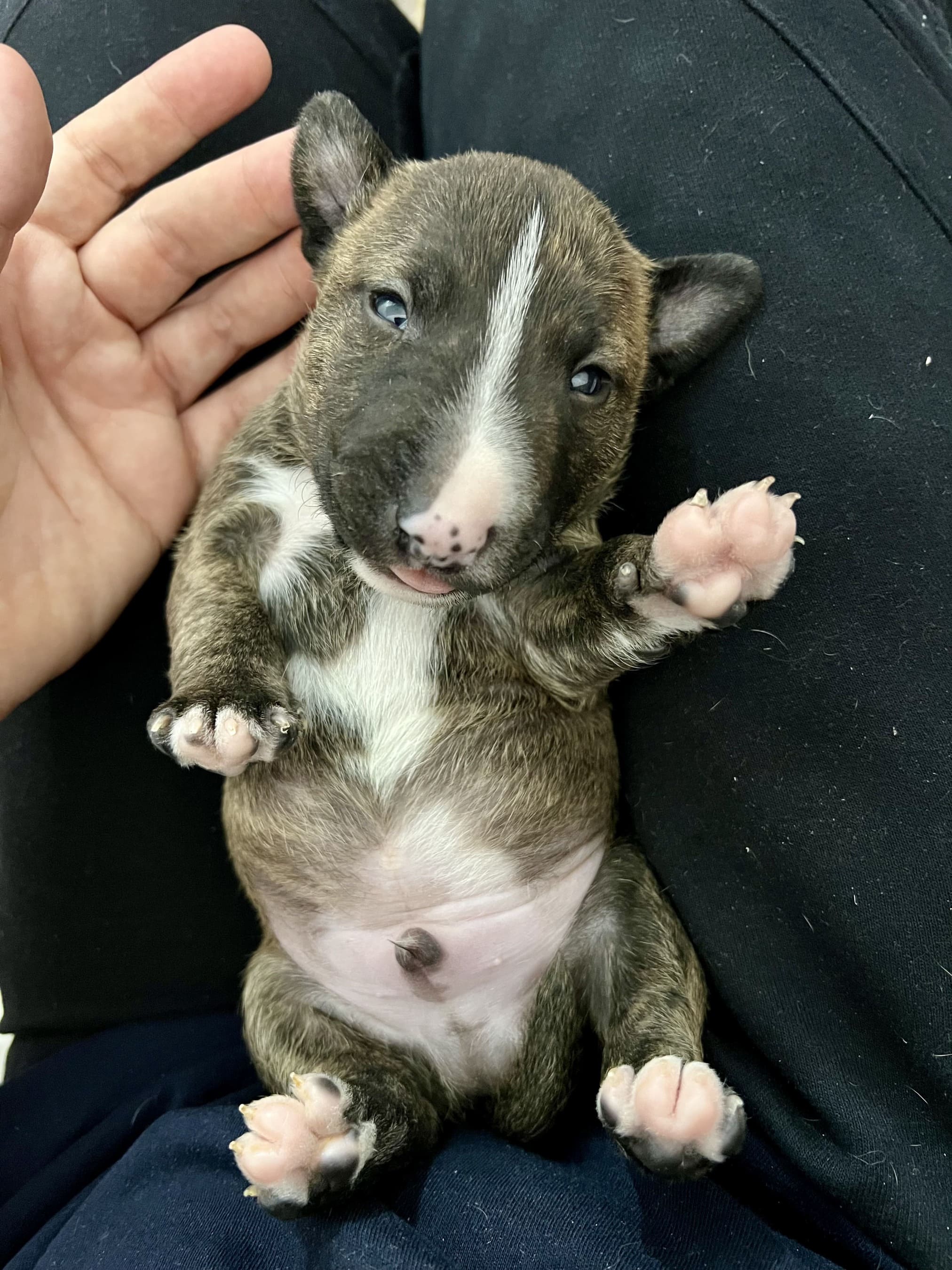 Entrenamineto Agility