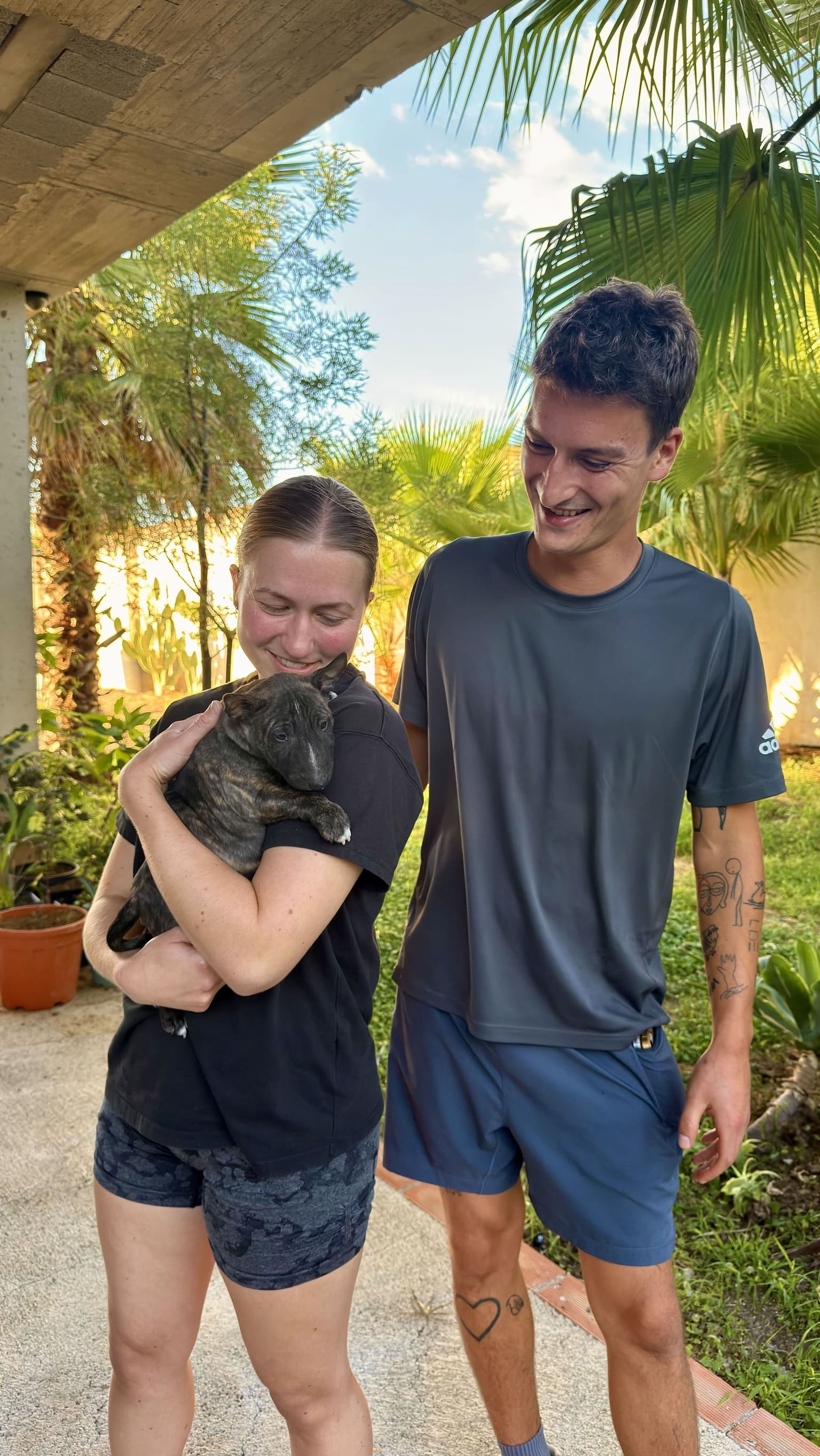 Mejor edad para comprar un perro bull terrier miniatura