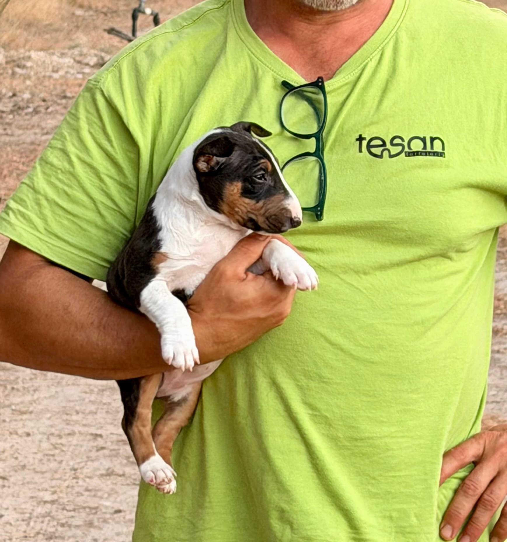 Mini bull con personalidad
