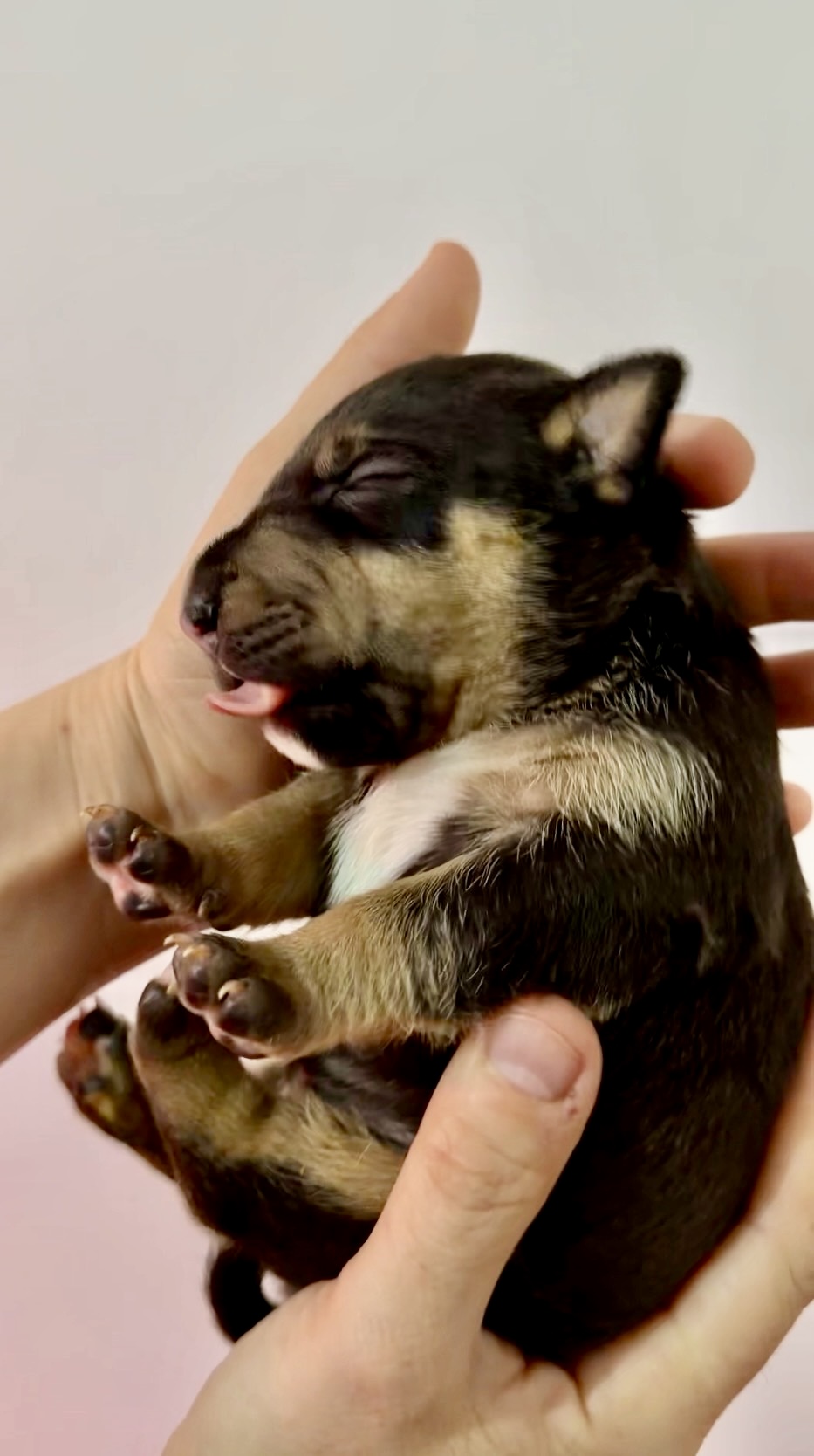 Obligatoriedad chip perros