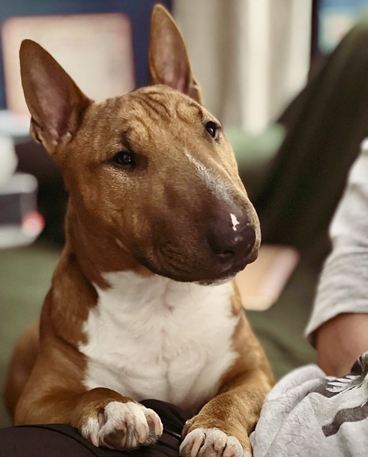 problemas psicologicos bull terrier miniatura