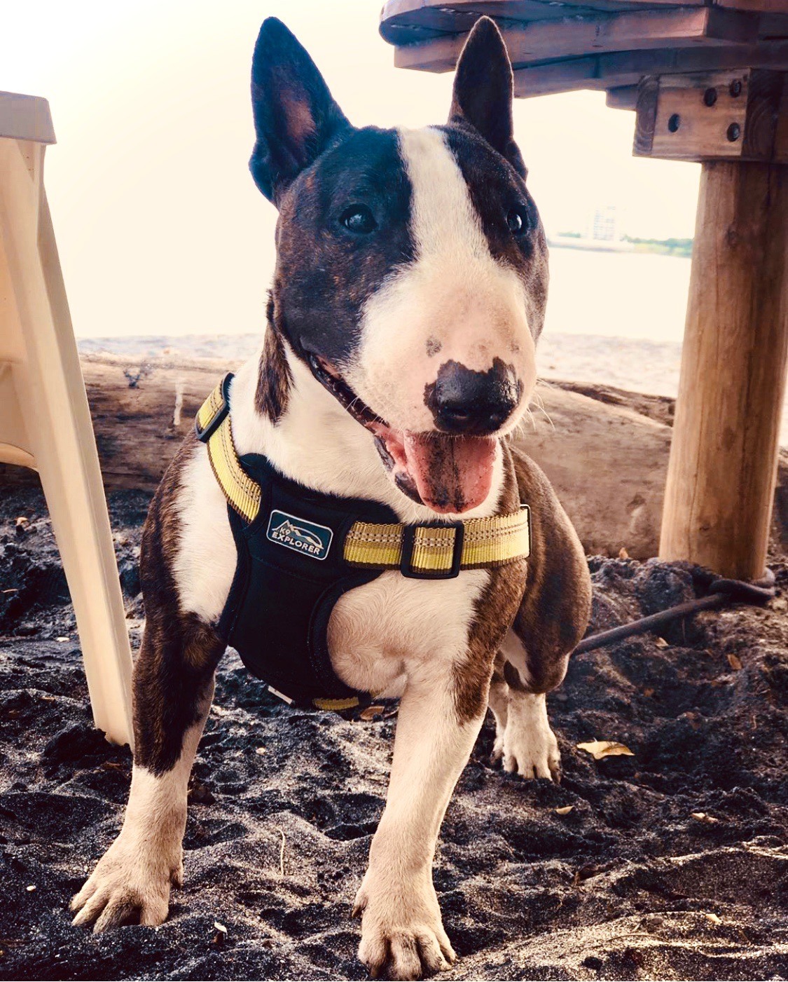 Arnes proteccion bull terrier miniatura