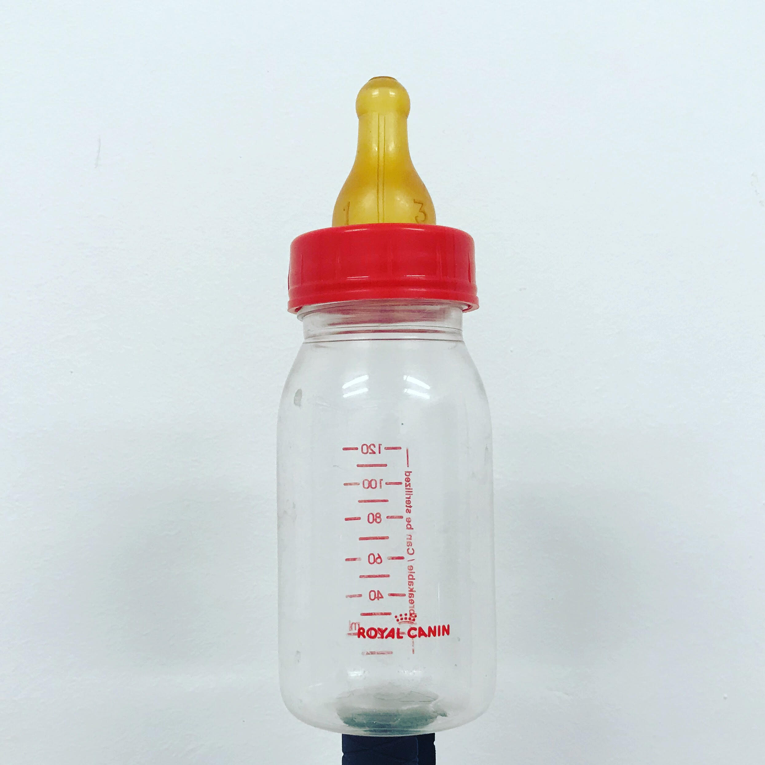 que come bull terrier